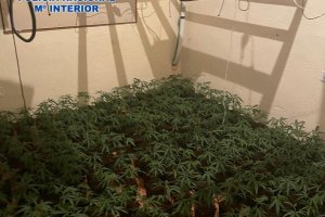 La Policia Nacional desmantella un cultiu de marihuana en una casa de Dnia
