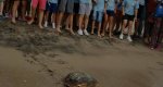 El Club Nutico de Xbia devolver al mar una tortuga recuperada en el Oceanogrfic 