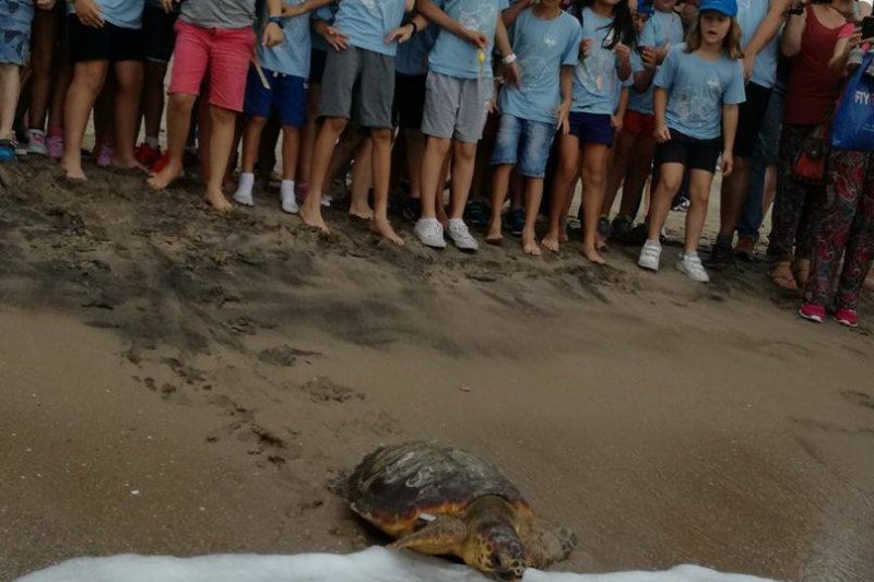 El Club Nutico de Xbia devolver al mar una tortuga recuperada en el Oceanogrfic 