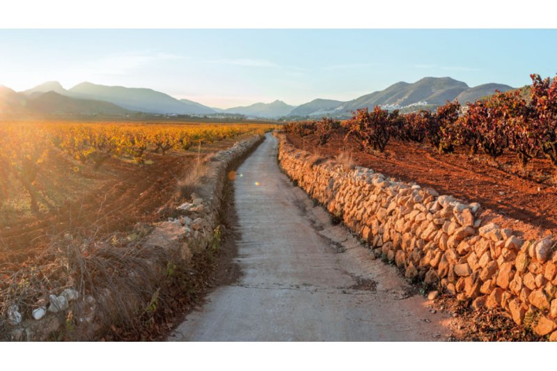 La DOP Alicante y la Ruta del vino salen en defensa de los ltimos paisajes vitivincolas de Alicante