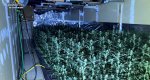La Guardia Civil desmantela un cultivo con ms de 2.400 plantas de marihuana en Els Poblets