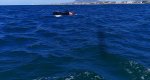 La Polica Local de Dnia rescata a un aficionado al kite surf que iba mar adentro sin control 