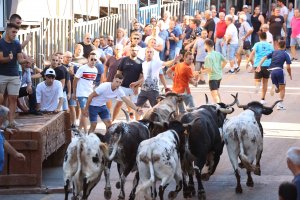 Programa de Festes de Juliol de Pedreguer: 21 entrades de bous i actes per a tots els pblics durant deu intensos dies