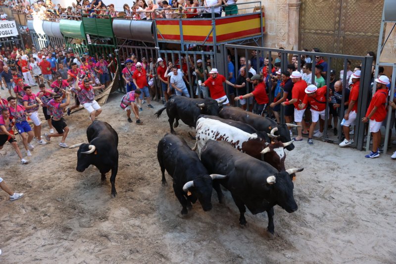 Passi desbordada amb els bous serrils de les Festes de Pedreguer