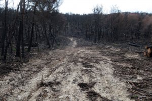 El Ayuntamiento de Xbia licita un plan de prevencin forestal y recuperacin paisajstica en la Granadella