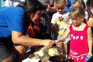 La tortuga Chiquiti, recuperada en el Oceanogrfic, regresa al mar de la mano del CN Jvea