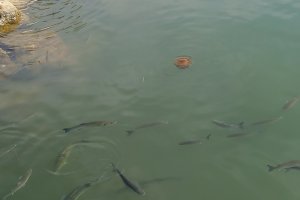 Les meduses arriben al port de Dnia 