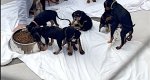 As vivan 18 perros en terribles condiciones en una chabola de Dnia 