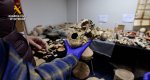 La Guardia Civil incauta en Dnia una de las mayores colecciones ilegales de material arqueolgico y restos seos 