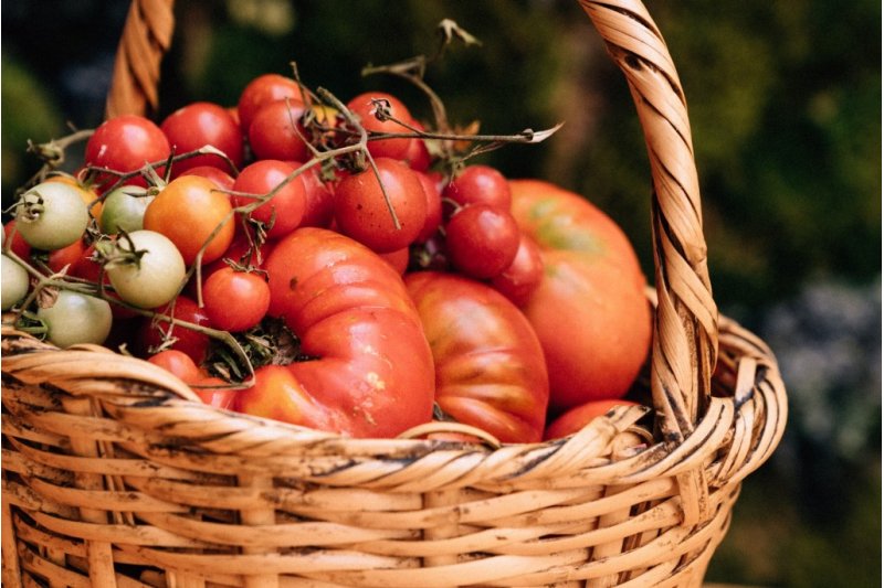 Els Magazinos elegir el mejor tomate de la Marina 