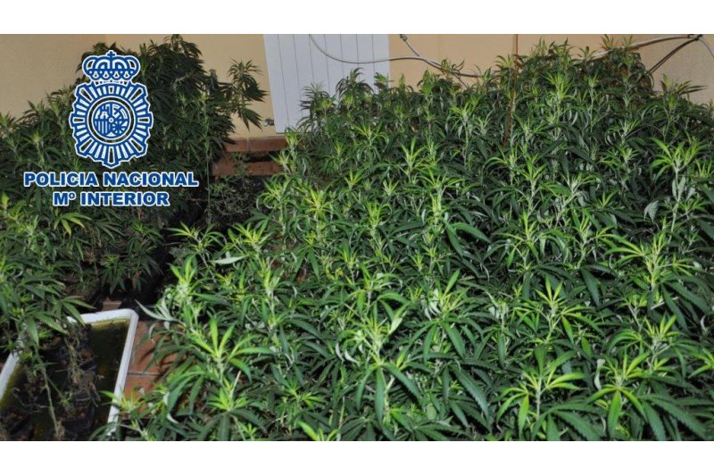 La Polica Nacional desmantela en Dnia un cultivo de 500 plantas de marihuana