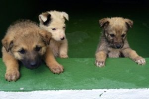 Calp: Doce cachorros abandonados en la basura
