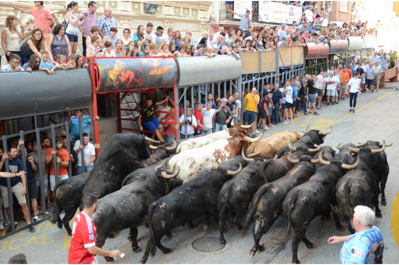 Una entrada amb vint bous i dos mansos per tancar les Festes de Pedreguer
