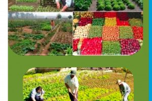 Creama Dnia imparte un nuevo programa de actividades auxiliares de agricultura 