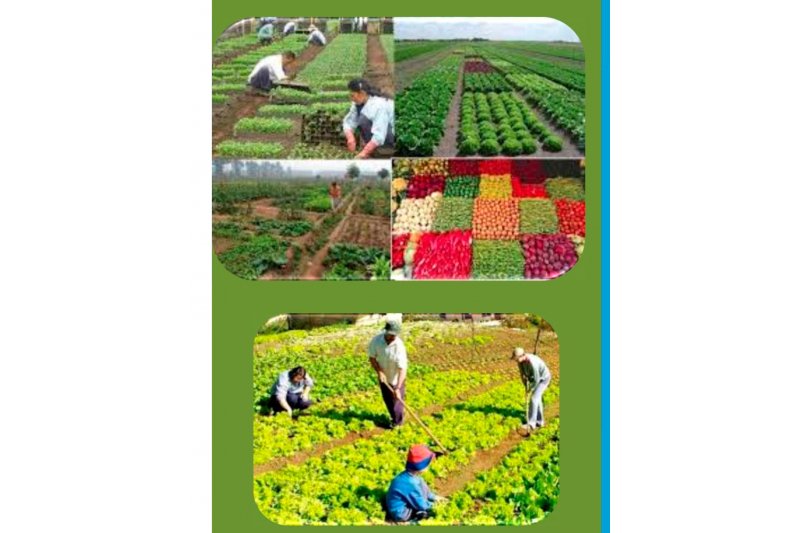 Creama Dnia imparte un nuevo programa de actividades auxiliares de agricultura 
