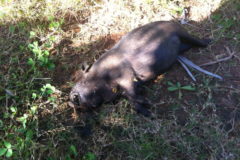 Reclaman una solucin al problema de los cerdos vietnamitas en el Saladar de Xbia