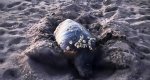 Otra tortuga pone sus huevos en una playa de Dnia 