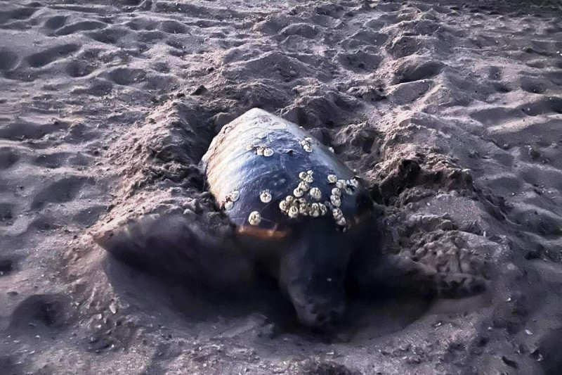 Otra tortuga pone sus huevos en una playa de Dnia 