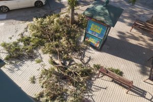 Cau un arbre en l'avinguda d'Alcoi de Dénia 