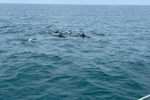 Avistan varios ejemplares de delfines y rorcuales en Dnia
