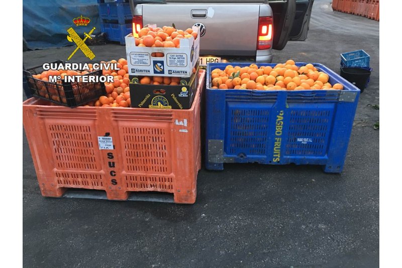 La Guardia Civil de Alicante detiene a ocho personas por introducir 191 toneladas de naranja ilegal en el mercado