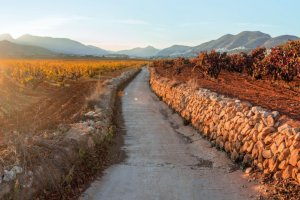 La DOP Alicante y la Ruta del vino salen en defensa de los ltimos paisajes vitivincolas de Alicante
