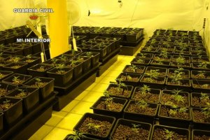 La Guardia Civil desmantela dos nuevas plantaciones de marihuana con ms de 500 plantas en Xbia 
