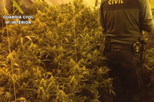 La Guardia Civil desmantela una plantacin ilegal de marihuana en el Poble Nou de Benitatxell 