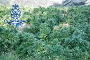 La Polica Nacional detiene a cuatro personas en Dnia implicadas en el cultivo de ms de 3.000 plantas de marihuana