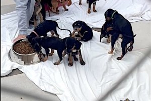 As vivan 18 perros en terribles condiciones en una chabola de Dnia 