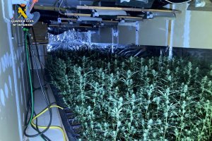 La Gurdia Civil desmantella un cultiu amb ms de 2.400 plantes de marihuana als Poblets