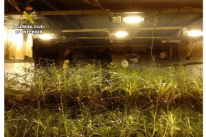 La Guardia Civil detiene a un vecino de Calp que cultivaba 800 plantas de marihuana en su chalet