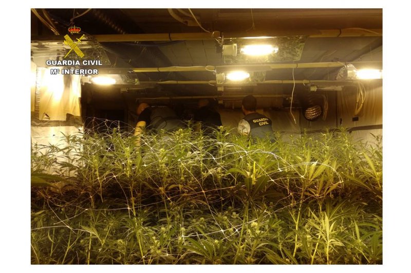 La Guardia Civil detiene a un vecino de Calp que cultivaba 800 plantas de marihuana en su chalet