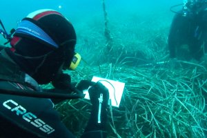La Fundaci Oceanogrfic certifica el bon estat de la biodiversitat marina de Xbia per alerta de signes de regressi