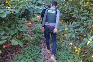 La Guardia Civil localiza a los autores de robos de aguacates
