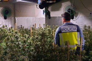 Descubren una plantacin de marihuana en un chalet de Les Rotes 