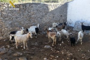 La Guardia Civil detiene a un hombre acusado de robar medio centenar ganado ovino y caprino en la Marina Alta
