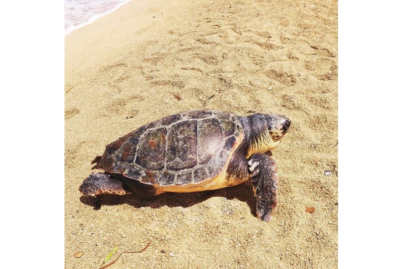 Encuentran una tortuga muerta en la playa de Les Marines 