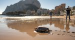 Una tortuga regresa al mar en la playa de La Fossa de Calp