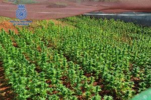 Desmantelan dos cultivos y un laboratorio de secado con ms de 3.500 plantas de marihuana en Pedreguer y Lliber 