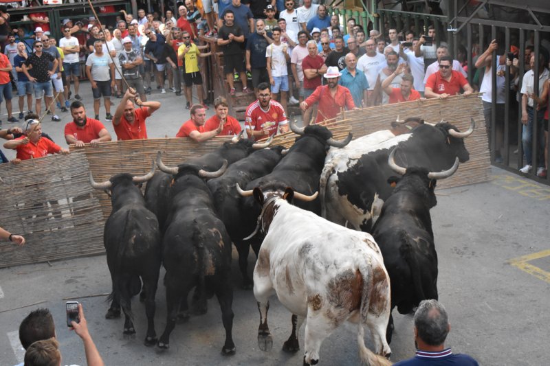 Una gran tarde de bous serrils en Pedreguer clausura la fiesta de la Pasin