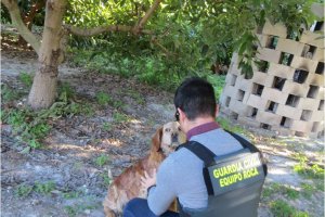 La Guardia Civil detiene en Ondara a un hombre por pegarle una paliza al perro de la finca donde estaba robando