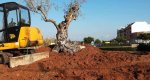 Parques y jardines sustituye la fuente de la rotonda de la entrada norte de Ondara por un jardn con olivo