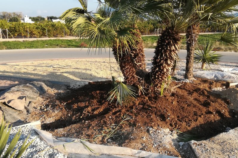 Parques y jardines sustituye la fuente de la rotonda de la entrada norte de Ondara por un jardn con olivo