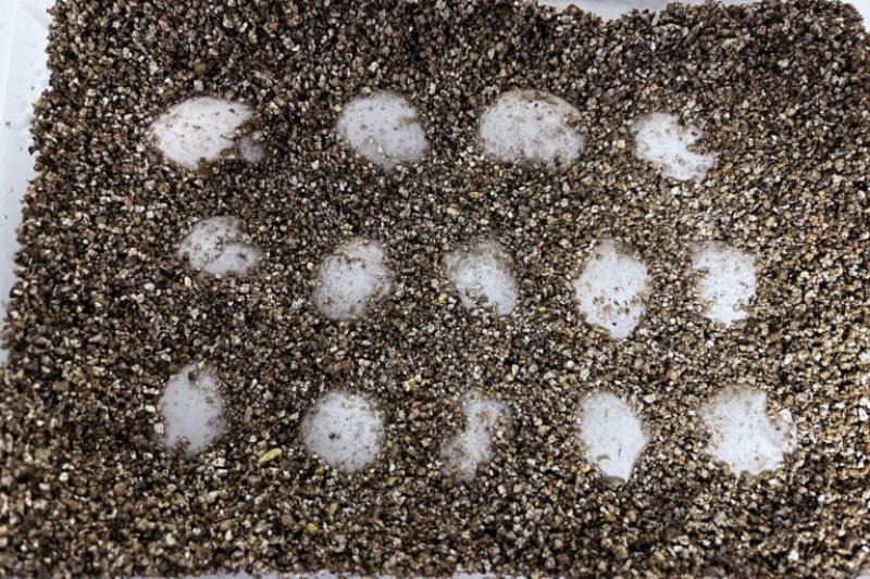 Una tortuga deposita 80 huevos en la playa de la Marineta  Cassiana