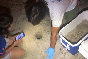Una tortuga deposita 80 ous a la platja de la Marineta Cassiana