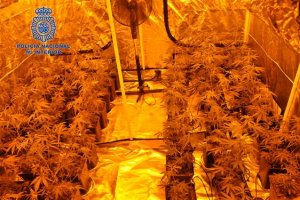 La Polica desmantela una plantacin de marihuana en una casa de campo de Pedreguer 