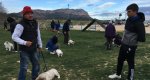 Unes jornades a Pedreguer ofereixen pautes per ensinistrar les cres de gossos 