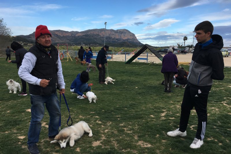 Unes jornades a Pedreguer ofereixen pautes per ensinistrar les cres de gossos 