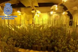 La Policia Nacional desmantella una plantació de marihuana al Poble Nou de Benitatxell 